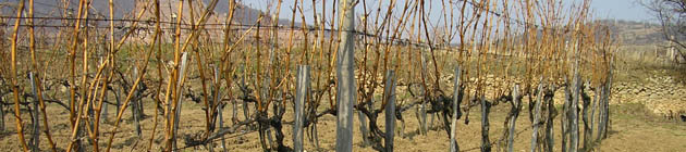 Vine rows to be cut