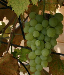 Ripening grape