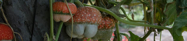 Ornamental pumpkins hanging around